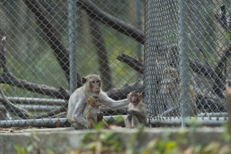 monkey in cageの写真素材