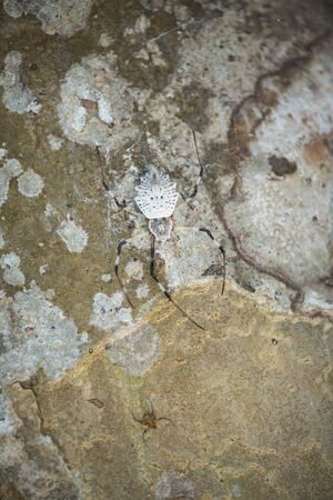 tree bark textureの写真素材