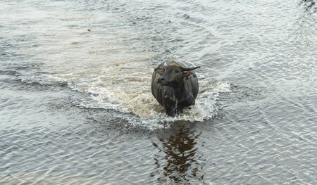 water buffalo in water lakeの写真素材
