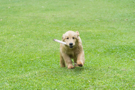 Golden retriever dog running on the fieldの写真素材