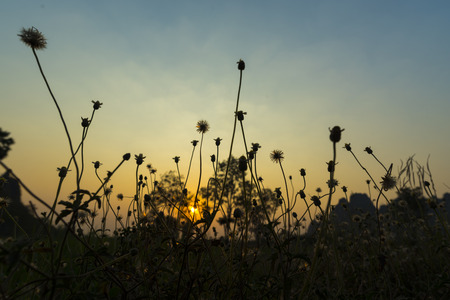 Vintage flower photo in sunsetの写真素材