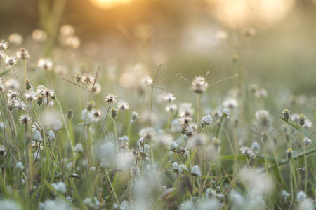 Vintage flower photo in sunsetの写真素材