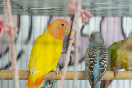 bird in cageの写真素材