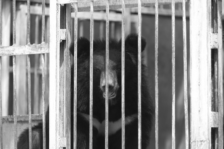 black bear in zoo cage, black and white