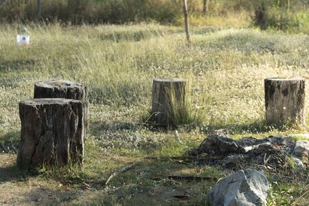 Stump tree plant on green grass fieldの写真素材