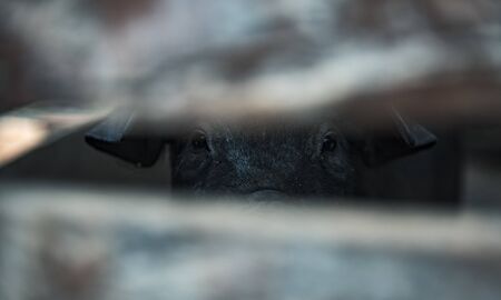 Native pig,Thailand,north,mountain,black hairの写真素材