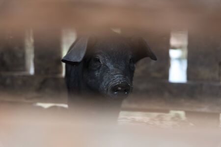 Native pig,Thailand,north,mountain,black hairの写真素材