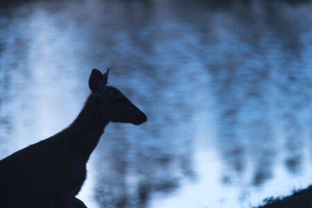 wildeer sunset blue tone, Khao Yai National Park. Thailandの写真素材