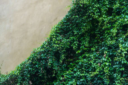 Old stone wall with ivy as backgroundの写真素材