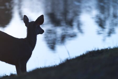 wildeer sunset blue tone, Khao Yai National Park. Thailandの写真素材
