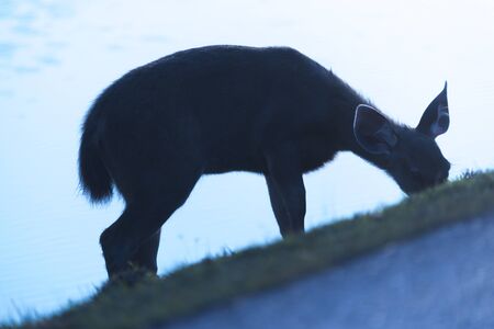 wildeer sunset blue tone, Khao Yai National Park. Thailandの写真素材