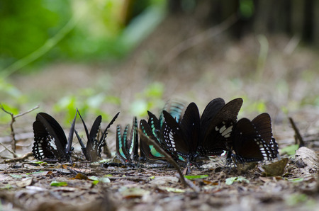 butterfly on ground, nature fieldの写真素材