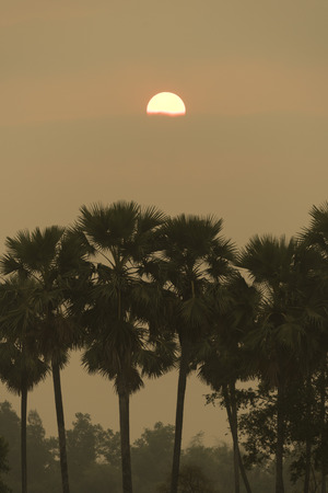 Tree sunset in natureの写真素材