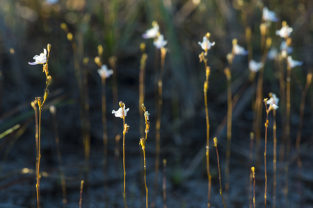 Beautiful wild flowers, outdoorsの写真素材