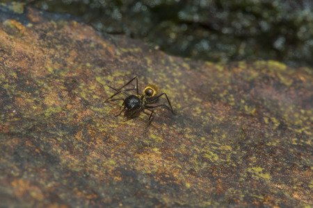 alone antの写真素材