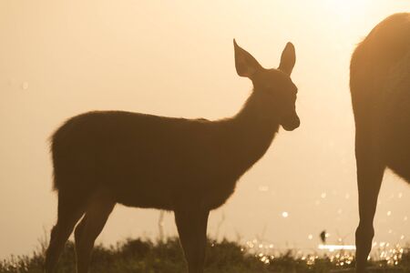 wild deer with sunset, Khao Yaiの写真素材