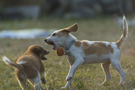 Puppies dog are playing in the grass with warm sunlight .の写真素材