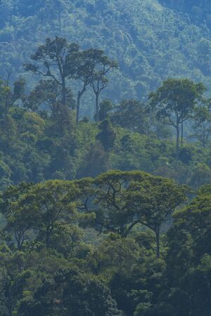 Tree of tropical forest, Thailand