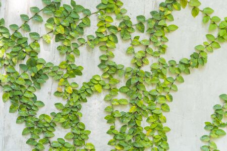 wall of leafの写真素材