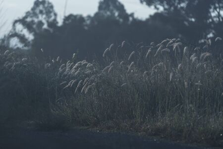 the nature sunsetの写真素材