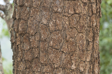 abstract nature of tropical forest