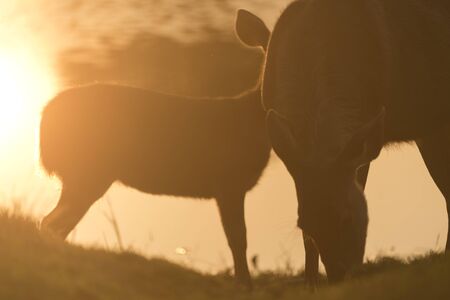 the sambar deer in Khao Yai National Park, Thailandの写真素材