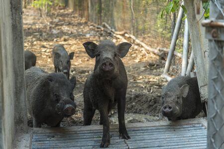 wild pig in cageの写真素材