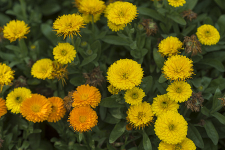 Beautiful wild flowers, outdoorsの写真素材