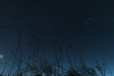 silhouette of grass on night sky backgroundの写真素材
