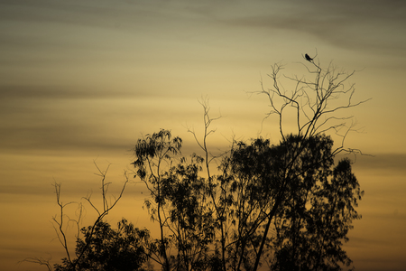 hawk birds with sunset, Thailandの写真素材