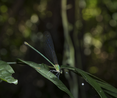 Insect in tropical forestの写真素材