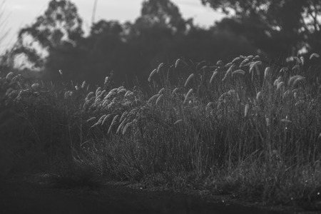 Black and white grassland, nature fieldの写真素材