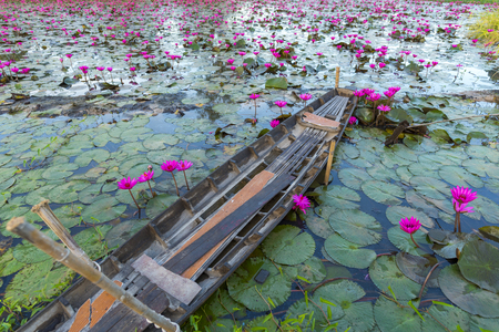 The Lotus Flower.Background is the leaf and bud of lotus flower.の写真素材