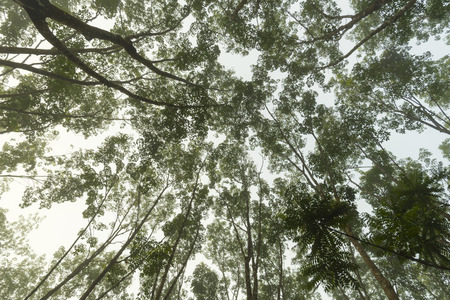 tropical treeの写真素材