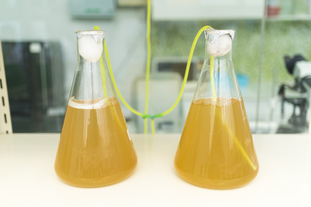 algae research process in laboratory