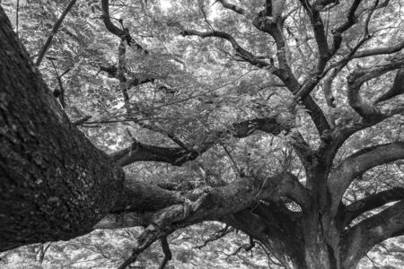 Black and white tree branchの写真素材