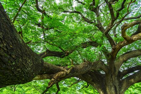 abstract background of tree branchの写真素材