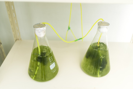 algae research process in laboratory