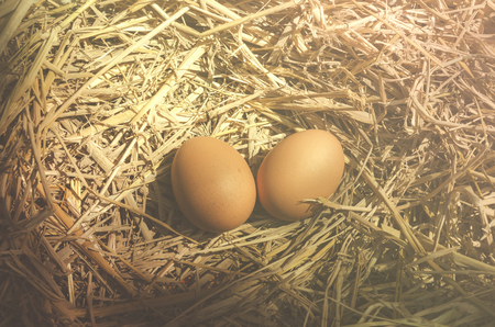 chicken eggsの写真素材