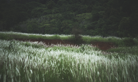 vintage light filter image of tropical nature forestの写真素材