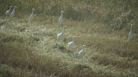 view of tropical forest in Thailandの写真素材