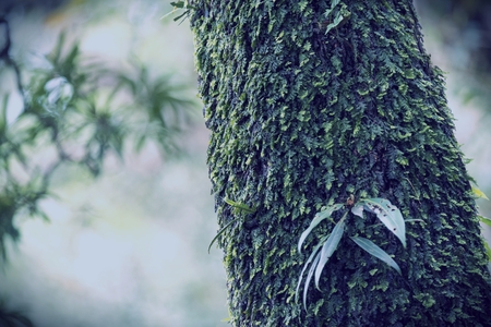 view of deep tropical forest, vintage filter imageの写真素材
