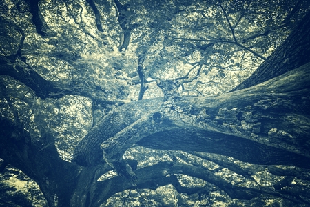 branch of big tree, vintage filter image