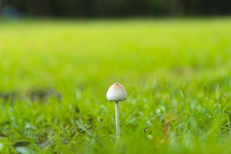 mushroom on green grasslandの写真素材