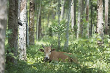 cattle cowの写真素材