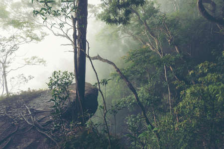 landscape view of tropical forest in Khao Yai National Park, Thailand, vintage filter imageの写真素材