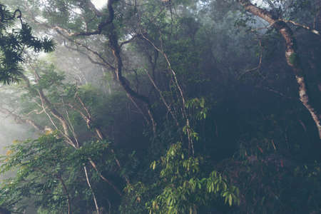 landscape view of tropical forest in Khao Yai National Park, Thailand, vintage filter image