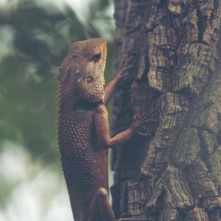 Life of tropical wild forest, Khao National Park, Thailandの写真素材