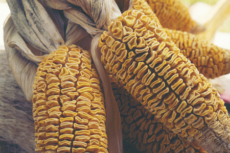 corn, vintage filter imageの写真素材
