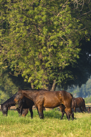 Group of three young horses on the pastureの写真素材